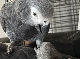 19 year old talking African Grey