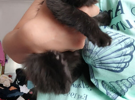 little kittens tabby