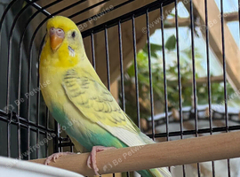 Young female budgie