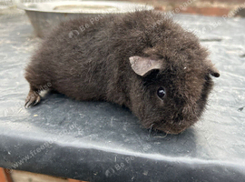Baby Teddy Guinea Pig Female