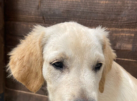 Golden retriever boy puppy