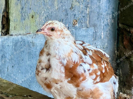 Swedish Flower Hen Pullets