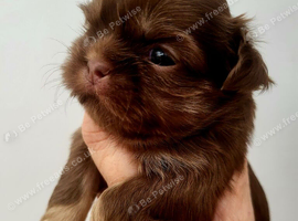 Special quality imperial shih Tzu