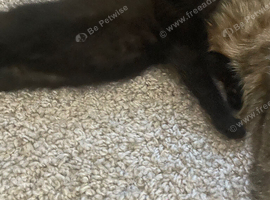 Black female kitten ready now
