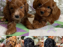 F1 small mini cockapoos various colours 30 dna health tested clear