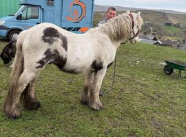 Mini cob gelding