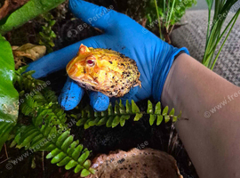 Albino Pac Man Frog