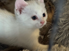 Beautiful white male kitten