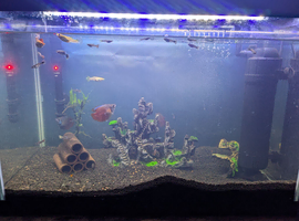 male guppies (young)