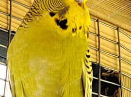 2 budgies available . Cinnamon and Dun Fallow