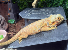 Female orange red hypo bearded dragon