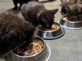 Kittens for sale
