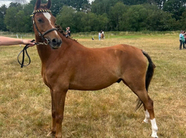 Ace amazing unfinished project pony!