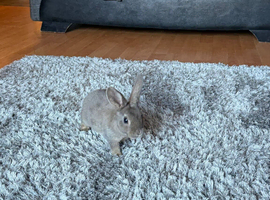 Beautiful mini Rex rabbits