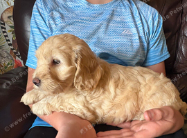 Adorable F2 cockapoo puppy for loving home