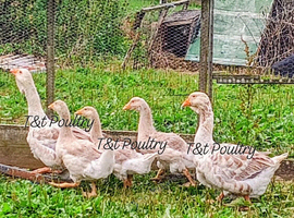Family of Buff Dewlap Toulouse Geese