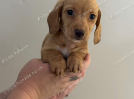 Beautiful litter of mini dachshunds dads longhair
