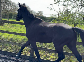 Stunning dressage prospect! Beautiful blank canvas ready to start his ridden education