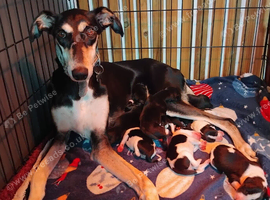 Lurcher x whippet