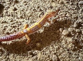 Jungle bell albino gecko
