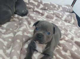 Blue Staffordshire pups