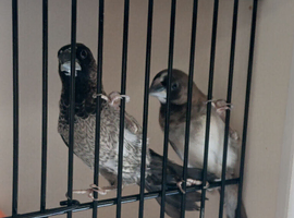 Young bengalese finches for sale