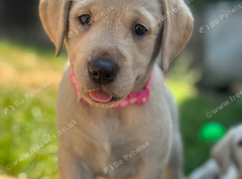 Gorgeous Goldador Puppies