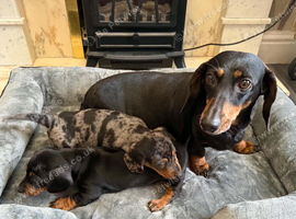 Miniature dachsund