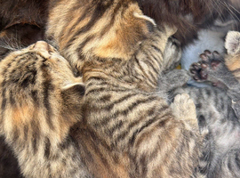 Tabby/bengal kittens