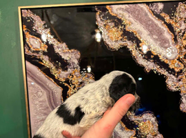 Cocker spaniel puppy&rsquo;s