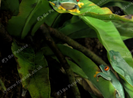 Red eye tree frogs for sale