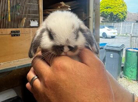 Gorgeous Mini Lop