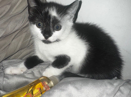 4 kittens looking for homes