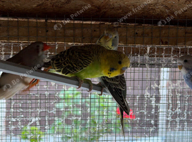 Young Budgies