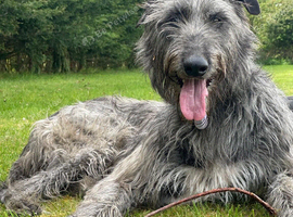 KC reg Deerhound Puppies