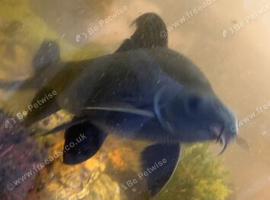 Black Shark (8 inches) Looking for new waters