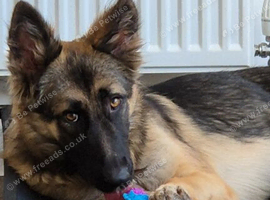 Female gsd