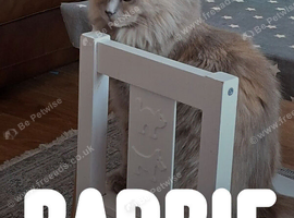 Maine Coon X Ragdoll