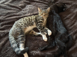 7 month old kittens