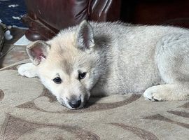 Beautiful puppies ready now