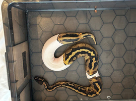 Royale python orange dream pied male