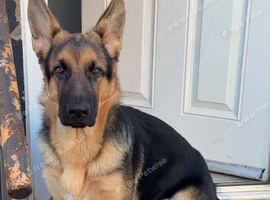 German shepherd pup for sale