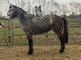3 year old connemara filly
