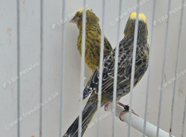 BEAUTIFUL PROVEN PAIR LIZARD CANARIES