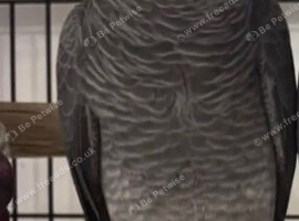 African grey parrot baby