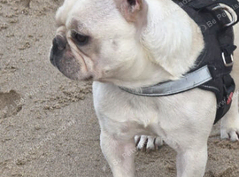 French bulldog Ella