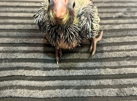 Baby Cockateil hand reared