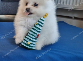 Fully Vacinated Girl Pomeranian Puppy adult weight 3 to 4 kilos. leaves with Pedigree, crate, bed,, training pads, food. Treats, toy, collar and lead.