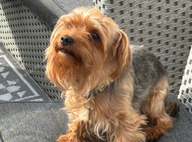 Pure Yorkshire Terrier boy aged 4 years old 5kgs