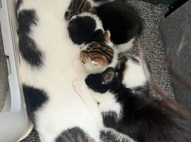 Kittens